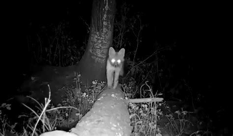 WATCH: Colorado Wildlife Love This Fallen Tree in Littleton