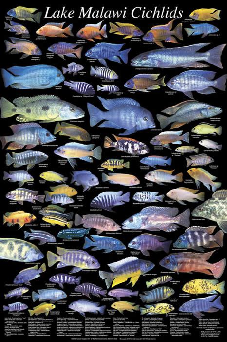 The Genealogical World of Phylogenetic Networks: Cichlids, species and ...