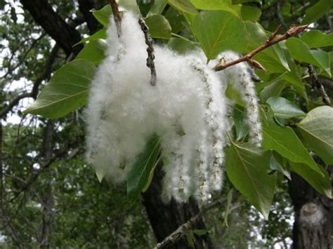 Cottonwood Tree Facts | Tree leaf identification, Fast growing trees ...