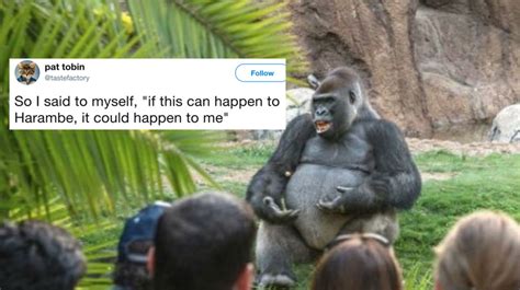 The Internet's Hottest New Meme Is This Gorilla 'Giving A TED Talk ...