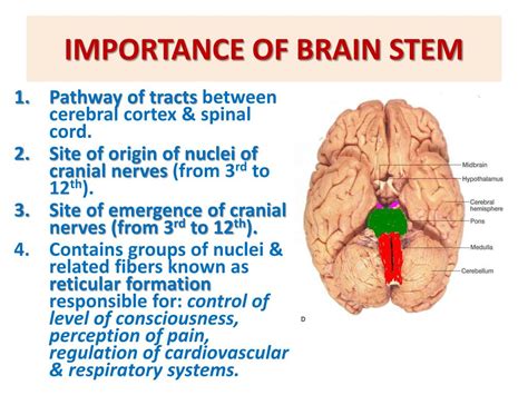 PPT - * BRAIN STEM EXTERNAL FEATURES PowerPoint Presentation, free ...