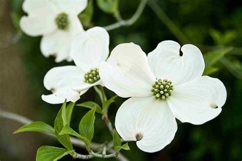 Photo Gallery: Flowering Dogwood Blooms