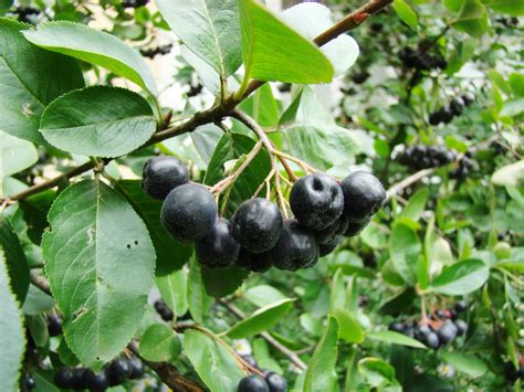 Growing Aronia Berry Bushes - Garden.eco