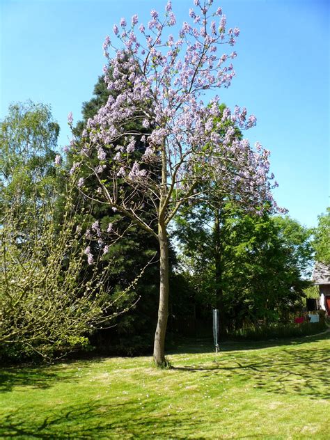 CataStory: Arborele Paulownia Romania