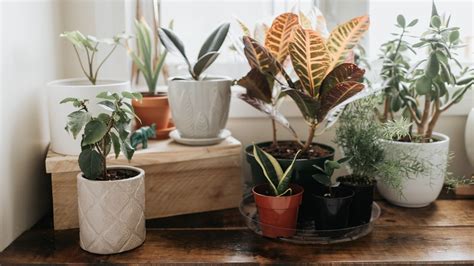 The Awesome Indoor Plants for Beginners - Plant Lake