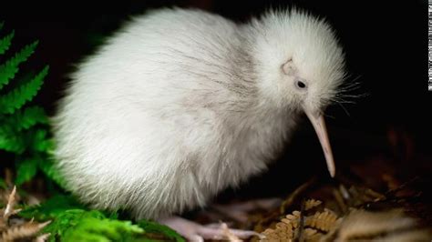 The only white kiwi bird ever born in captivity has died after surgery ...