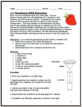 strawberry dna extraction worksheet