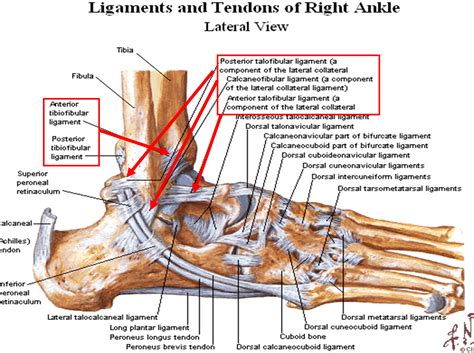 Diagram Of Ankle Anatomy