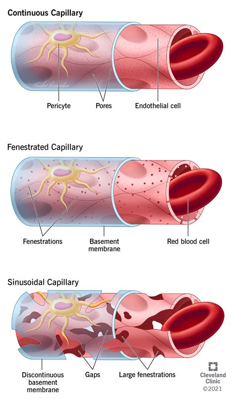 Fenestrated Capillary Histology