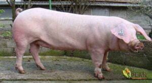 French Landrace Pig: The Origin and Breed of Landrace Pig | Farming Plan