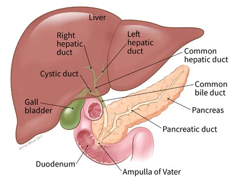 What Is Bile Duct Cancer? | What Is Cholangiocarcinoma? | American ...