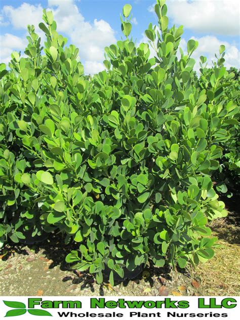 Clusia Guttifera Hedge | Clusia, Plants, Wholesale plants