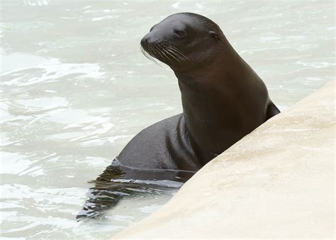 Brookfield Zoo welcomes 2 California sea lion pups - ABC30 Fresno