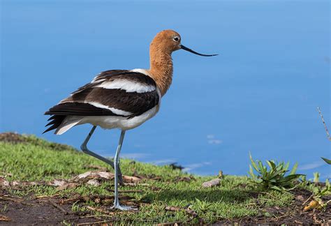 Avocet Study #1 Photograph by Mindy Musick King - Fine Art America