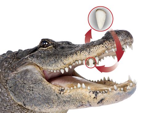 How Alligator Teeth Could Help Humans Grow New Gnashers | Discover Magazine