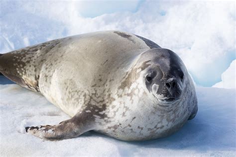 What Animals Live In Antarctica? - WorldAtlas