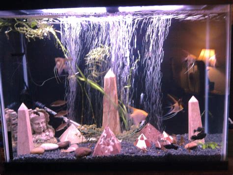 40 gallon tall aquarium | Aquarium, Gallon