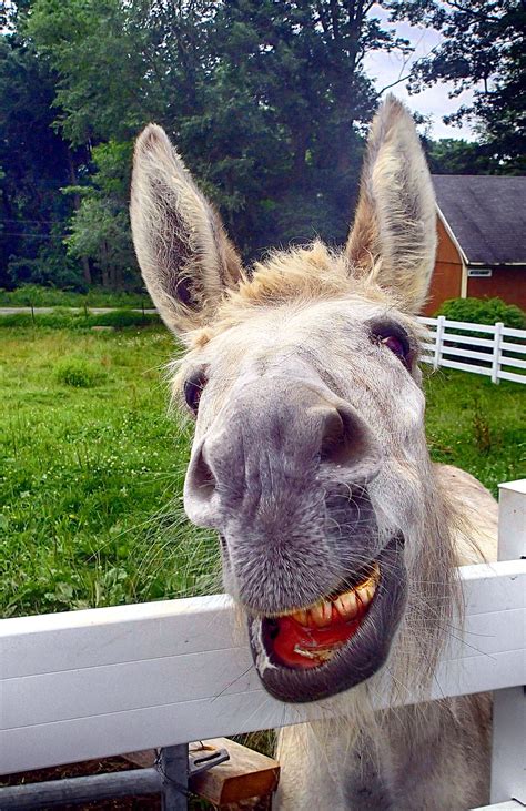 Summer Donkey Smiling – edited | The Inn at East Hill Farm