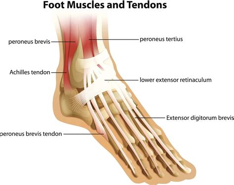 Foot Ligaments Anatomy