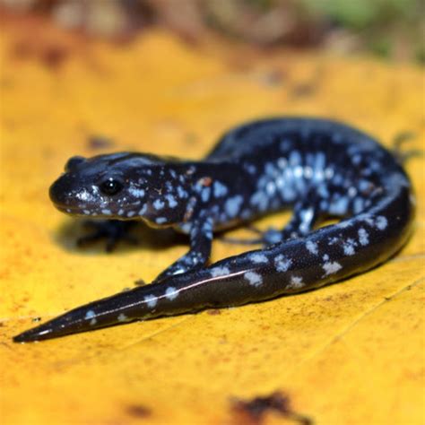 Blue-spotted Salamander | Project Noah