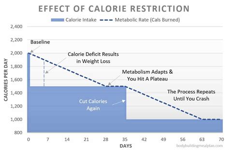 Best Carb Cycling Calculator - Get Your Free Plan