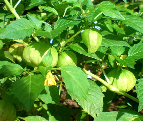 Cape Gooseberry Physalis Peruviana Seeds