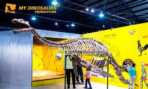 DS-243 Museum-quality Plesiosaur Pliosaurus Skeleton for Sale | My ...