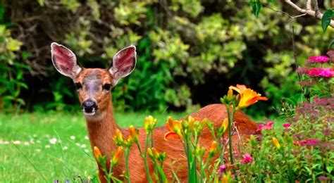 Do Deer Eat Yarrow? Deer Resistant Perennials