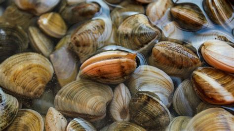 All the Different Types of Clams - American Oceans