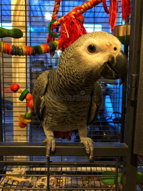 380 African Grey Parrot Cage Stock Photos - Free & Royalty-Free Stock ...