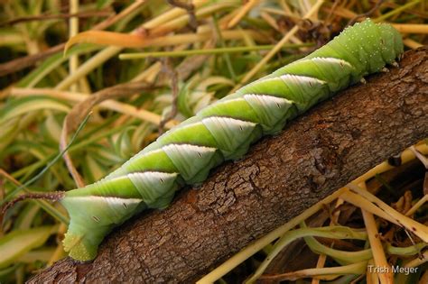 "Privet Hawk Moth Caterpillar" by Trish Meyer | Redbubble