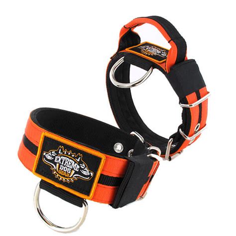 Double Orange Custom dog collar | Extreme Dog Gear