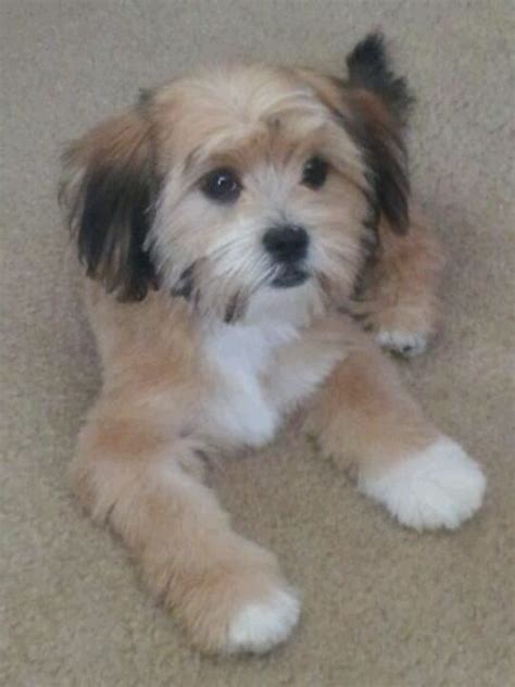 My shorkie Chloe | Shorkie puppies, Dog haircuts, Cute baby animals