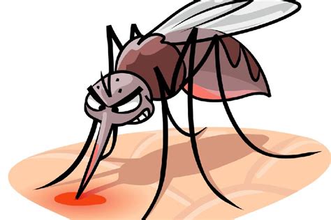 Dengue | Mosquito menace back again - Telegraph India