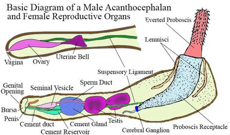 Phylum Acanthocephala (Spiny Headed Worms) | Earth Life