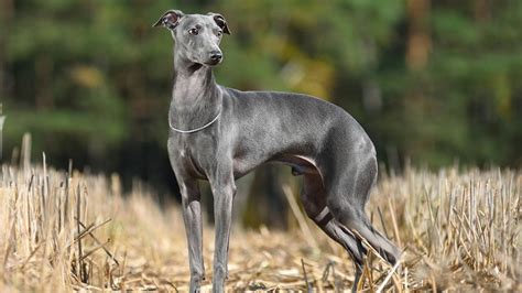 The Italian Greyhound: A Graceful and Elegant Companion Breed - PetHelpful