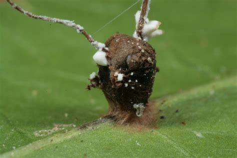 Absurd Creature of the Week: The Zombie Ant and the Fungus That ...