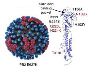 Influenza H5N1 virus versus ferrets, round two | Virology Blog