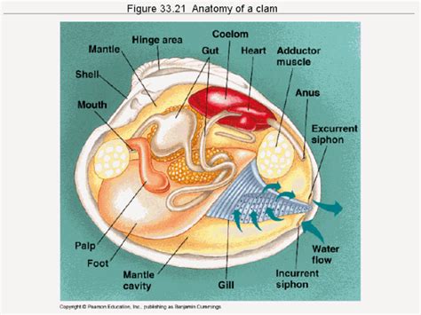 Why Are Clams so Damn Happy? - Priceonomics