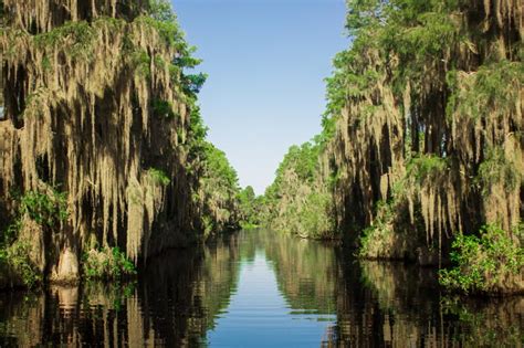 Okefenokee Swamp Park – southerngeorgiamagazine.com