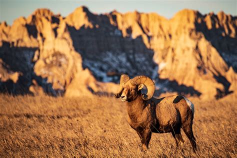 Bighorn Sheep Ram of Badlands National Park on Behance