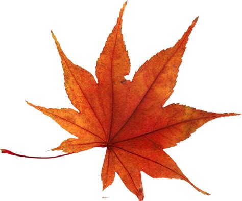 Autumn Leaf PNG Image - PurePNG | Free transparent CC0 PNG Image Library