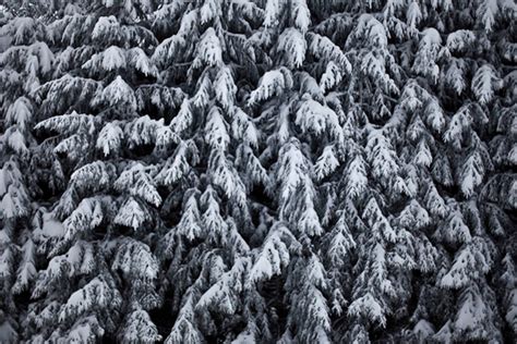 black forest in winter on Behance