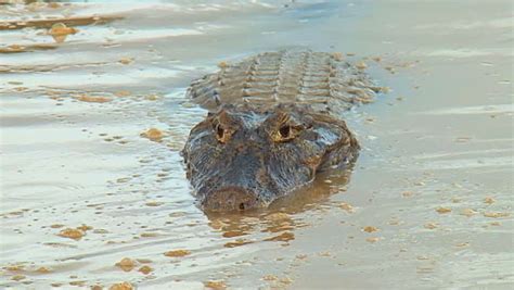 Brazil: Fauna Of Amazon River Region - Crocodile Stock Footage Video ...