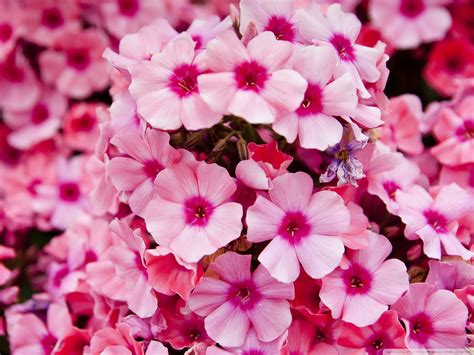 Free photo: Little Pink Flowers - Wallpaper, Tile, Flower - Free ...