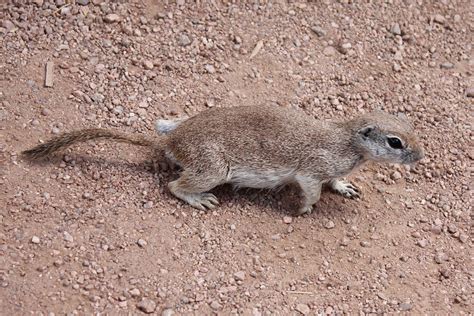 Round-tailed ground squirrel - Wikipedia