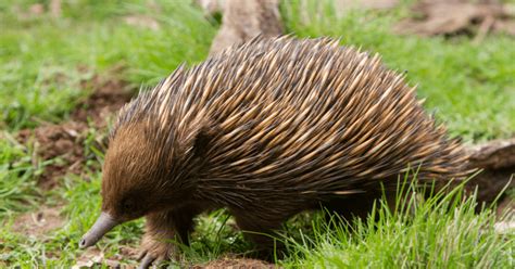 Interesting Facts About Echidnas - And How We Can Protect Them