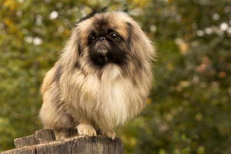 Top 11 Pekingese Breeders In The US