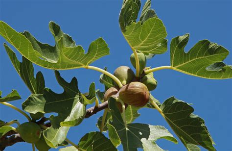 A Guide to Brown Turkey Fig Trees