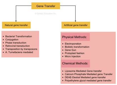 Gene Transfer Techniques- Horizontal, Vertical, Physical and Chemical ...